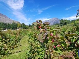 Las condiciones agroclimáticas de la Comarca Andina contribuyen con la calidad de la fruta. Foto: gentileza emprendimiento Del Cielo. Las condiciones agroclimáticas de la Comarca Andina contribuyen con la calidad de la fruta. Foto: gentileza emprendimiento Del Cielo.