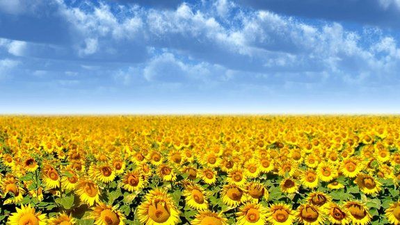 El combustible que viene de aceites vegetales