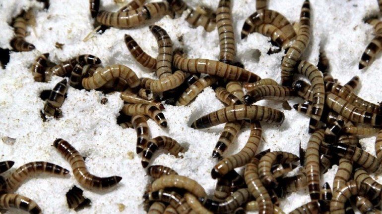 Soñar con gusanos: conocé qué significa