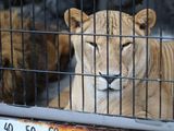 Operativo en el ex Zoo de Luján: analizan el rescate de 60 leones y tigres
