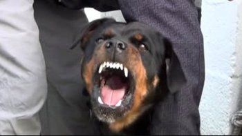 brutal ataque de dos perros a una mujer en un chacra brutal ataque de dos perros a una mujer en un chacra