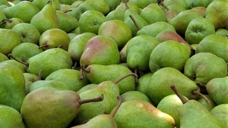 En el valle, el pico de la floración se registró el 26 de septiembre y lo más perjudicial hasta el momento han sido los dos episodios de granizo.