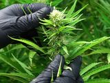 El cultivo verde que puede transformar la industria de la Patagonia