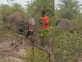 Klaudia Mwaala, junto a ocho personas, siguió al elefante macho después de que fuera baleado la noche anterior.