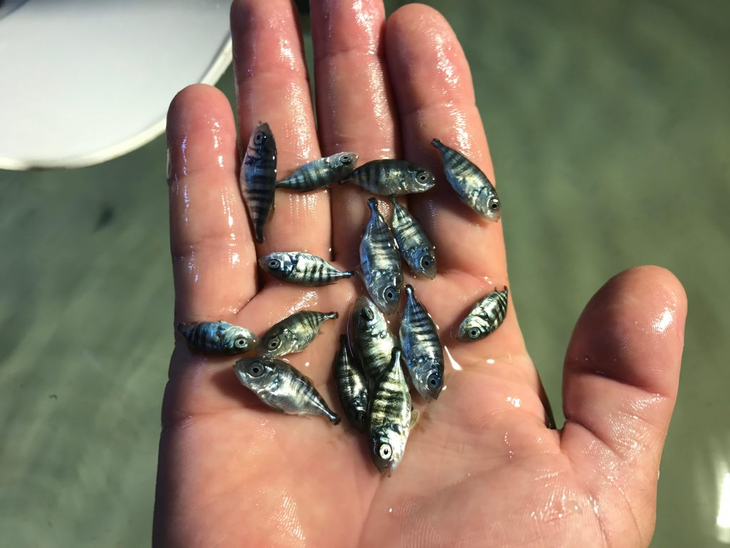 La cría de pez limón, una propuesta gastronómica ideada en Mar del Plata. La cría de pez limón, una propuesta gastronómica ideada en Mar del Plata.