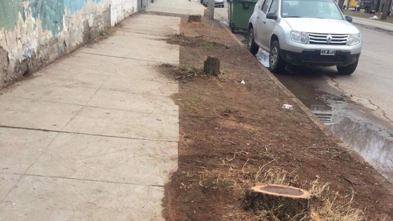 Menos sombra en la Olascoaga: talaron 15 árboles y lo califican como un delito ambiental