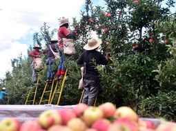 brasil tuvo la peor cosecha de manzanas de los ultimos 20 anos brasil tuvo la peor cosecha de manzanas de los ultimos 20 anos