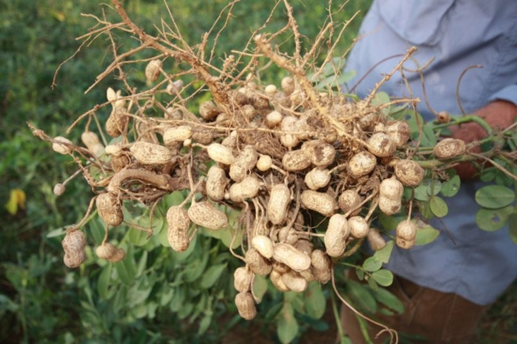 Tradición culinaria, beneficios para la salud y estrategia gubernamental, algunas de las claves para entender el altísimo consumo de China. Tradición culinaria, beneficios para la salud y estrategia gubernamental, algunas de las claves para entender el altísimo consumo de China.