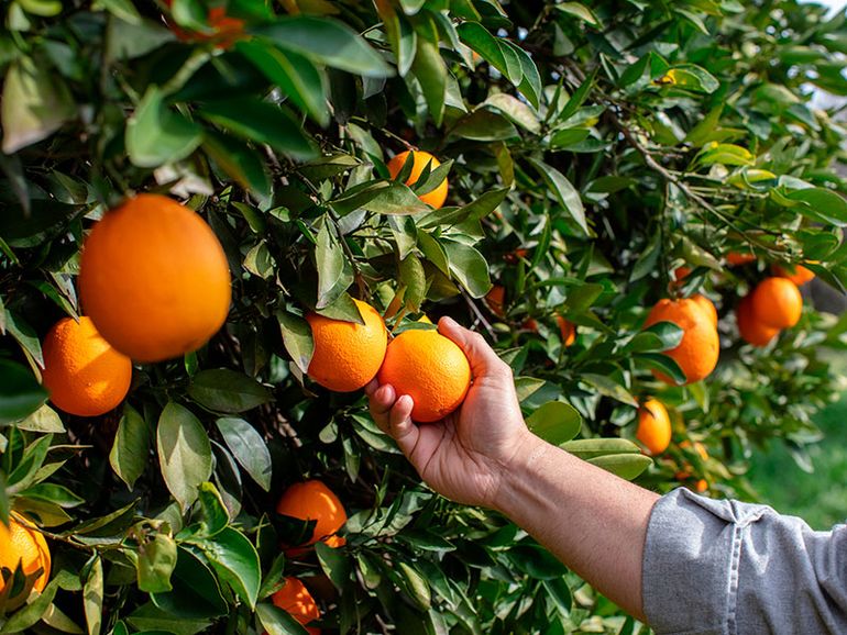 Naranjas en invierno, frescas e ideales para buñuelos.