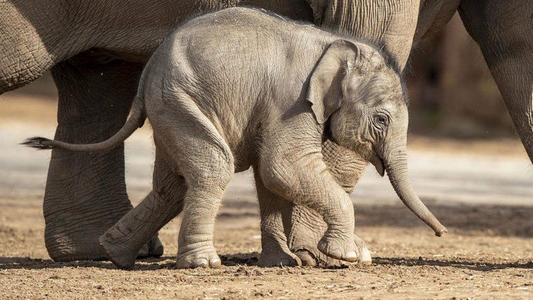 Twitter: mirá este elefante bebé jugando con aves