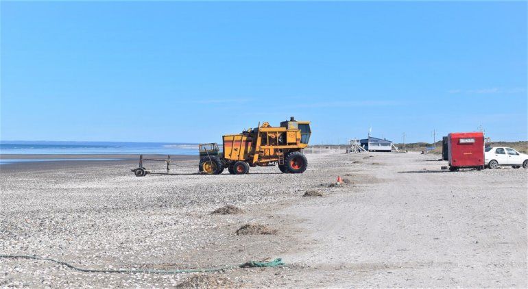 Qué hace una cosechadora de trigo en plena playa rionegrina