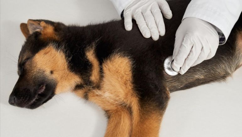 Una veterinaria con 15 años de atención en Comodoro Rivadavia contó que están atendiendo 6 casos de moquillo por semana (foto ilustrativa).  