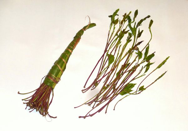 Khat, el nuevo alucinógeno prohibido  en el mundo