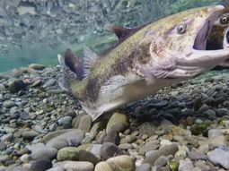 El salmón chinook fue introducido en Chile en la década del 70 y se expandió por la Patagonia, surcando mares y ríos, hasta llegar a las costa atlántica. El salmón chinook fue introducido en Chile en la década del 70 y se expandió por la Patagonia, surcando mares y ríos, hasta llegar a las costa atlántica.