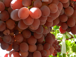 Los controles deben realizarse hasta el 21 de octubre. Foto: Senasa Los controles deben realizarse hasta el 21 de octubre. Foto: Senasa