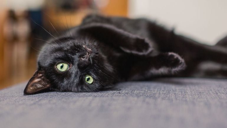 ¿Por qué los gatos negros siguen siendo un misterio?