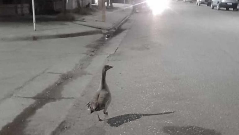 Un ganso suelto en la ciudad de Centenario: ¿De quién es?