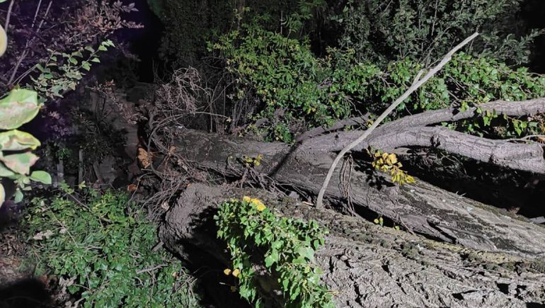 La impresionate caída de un álamo pudo ser una tragedia.&nbsp;