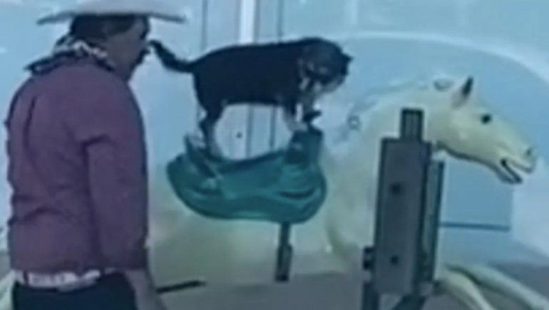 La emoción del perro cautivó a todo Facebook