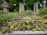 Debate sobre bichos: ¿las ciudades pueden salvar a los insectos del campo?