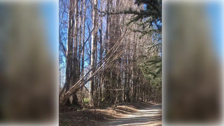 Vecinos del barrio Náutico temen por su vida ante una nueva caída de álamos