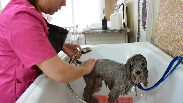 El tamaño encarece los gastos de cuidado y mantenimiento de perros y gatos. Además