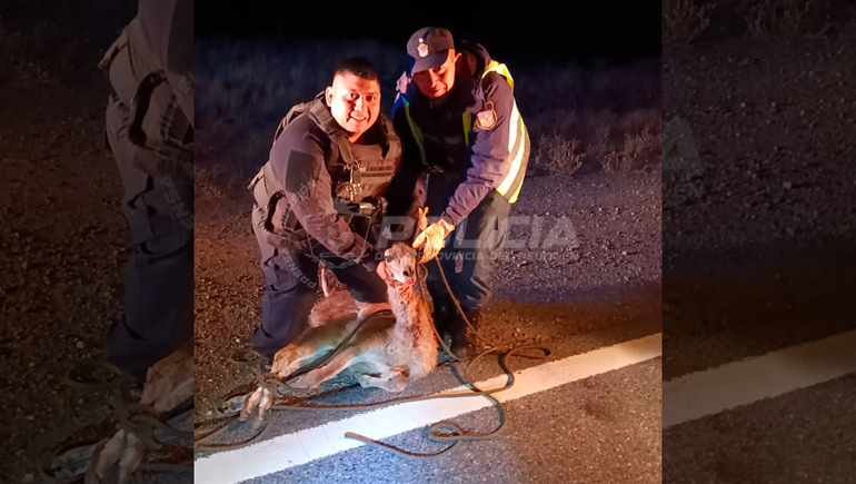 El rescate de Chulengo, un guanaco que se encontraba perdido en la ruta 237