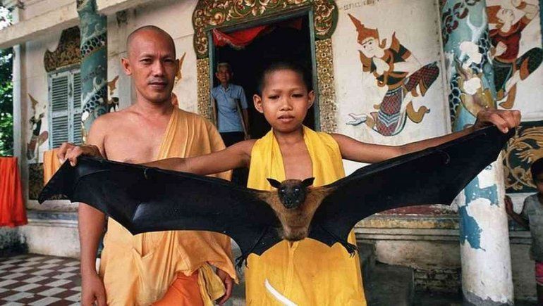 Virus Nipah podría causar la próxima pandemia