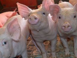 El Laboratorio de mejoramiento genético porcino de Neuquén opera como una cabaña. El Laboratorio de mejoramiento genético porcino de Neuquén opera como una cabaña.