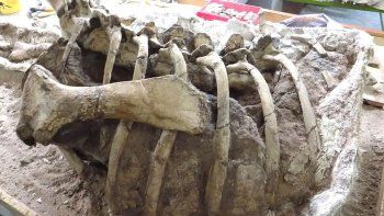 conoce al dino que habito hace 85 millones de anos conoce al dino que habito hace 85 millones de anos