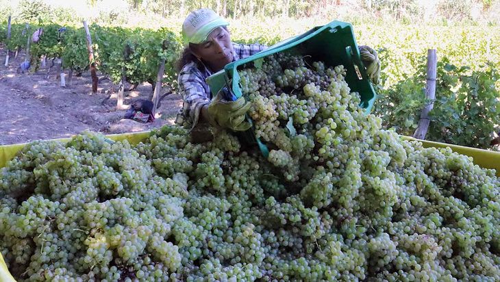 Vinos livianos: la graduación alcohólica baja de 14 a 12 grados por demanda global. Vinos livianos: la graduación alcohólica baja de 14 a 12 grados por demanda global.