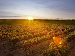 La Patagonia representa el 0,4% de los despachos totales de vino en el mercado interno. La Patagonia representa el 0,4% de los despachos totales de vino en el mercado interno.