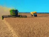 Una realidad: soja en la Patagonia y con excelentes rindes. Se amplia la frontera agrícola en el sur del país. 