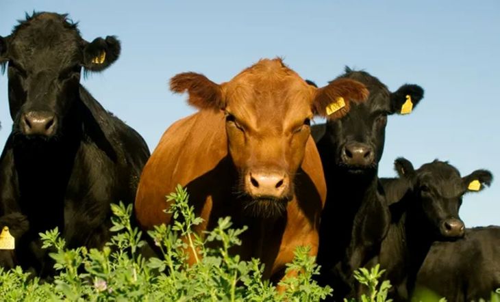 El rodeo argentino crecería hasta 52,5 millones de cabezas mientras la industria prioriza el valor sobre el volumen, en un contexto de mayor demanda global de carne vacuna. El rodeo argentino crecería hasta 52,5 millones de cabezas mientras la industria prioriza el valor sobre el volumen, en un contexto de mayor demanda global de carne vacuna.