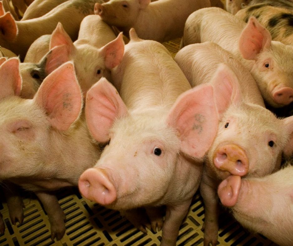 El Senasa impulsa la sanidad para proteger la producción y el comercio.