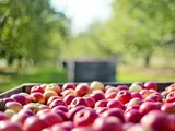 Desde Nueva Zelanda al mundo, esta manzana premium redefine el negocio frutícola con cifras récord.