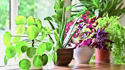 No todas las plantas tienen las mismas necesidades. No todas las plantas tienen las mismas necesidades.