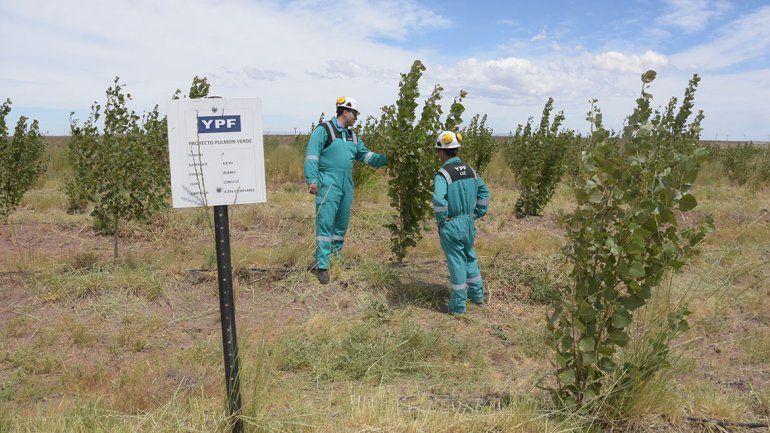 Loma Campana tiene un bosque no convencional