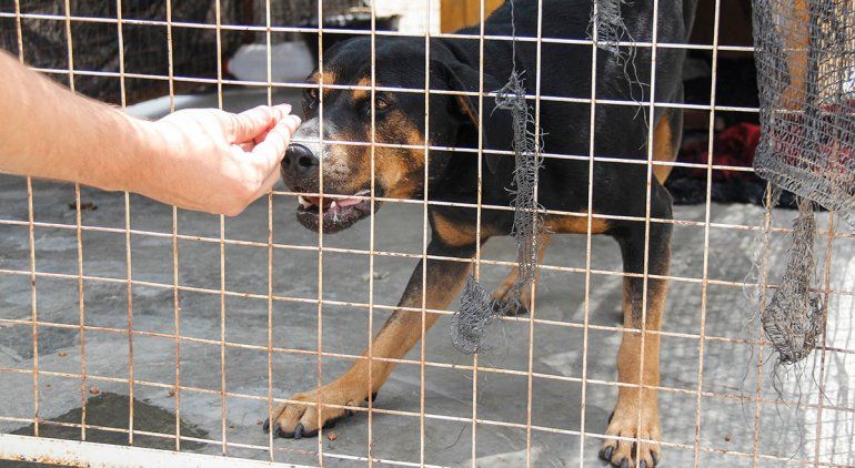 La Muni arma un plan para controlar a los perros sueltos