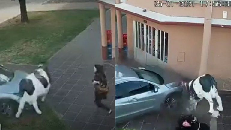 Video: una mujer se salvo de milagro luego de ser atropellada por un auto