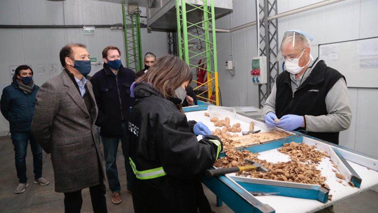 Exportan unas 20 toneladas de nueces neuquinas a Italia