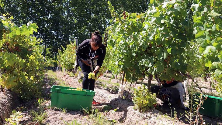 Humberto Canale: tradición centenaria que se adapta a un mercado cada vez más exigente. Humberto Canale: tradición centenaria que se adapta a un mercado cada vez más exigente.