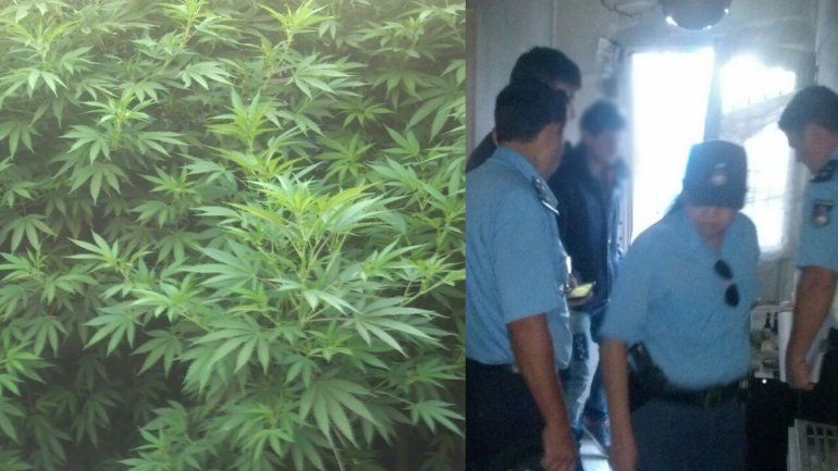 Detienen a un hombre que tenía en su casa 10 plantas de marihuana