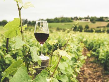 Las AOC (Francia) o DOC (Argentina) es un sistema combinado entre origen y crianza o estilo. 