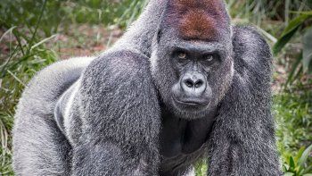 uganda: condenan a cazador por matar a un gorila uganda: condenan a cazador por matar a un gorila