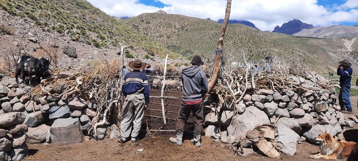 Vida en movimiento: La trashumancia en Coyuco y Cochico, un legado ancestral que une a las familias crianceras con la naturaleza en el norte de Neuquén. Vida en movimiento: La trashumancia en Coyuco y Cochico, un legado ancestral que une a las familias crianceras con la naturaleza en el norte de Neuquén.