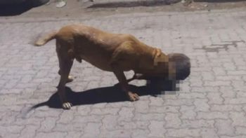 El último domingo, el pitbull de color marrón y unos 35 kilos fue filmado cuando atacó y mató a un pequeño perrito negro. El último domingo, el pitbull de color marrón y unos 35 kilos fue filmado cuando atacó y mató a un pequeño perrito negro.