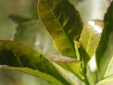 La relación gasoil y yerba mate mejoró un 40% interanual, requiriendo 5 kg por litro de combustible. Foto: INYM