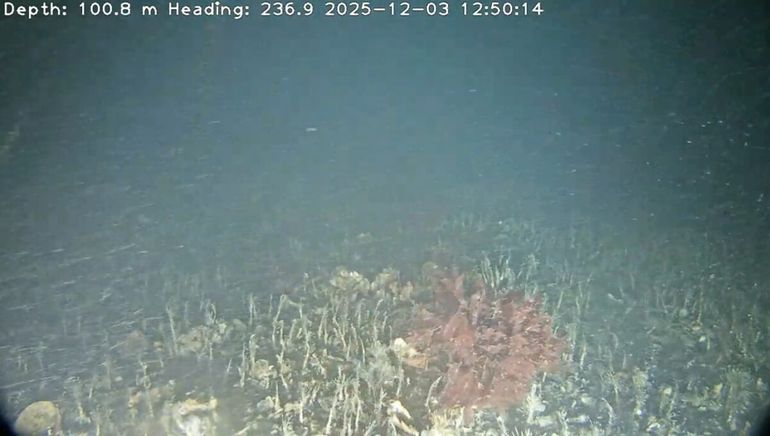 Expedición submarina al Golfo Nuevo de Península Valdés.