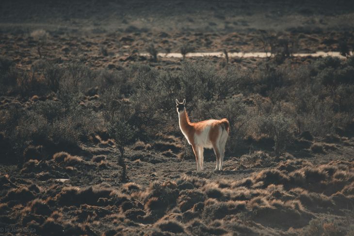 Por estos días se debate nuevamente sobre un aprovechamiento de la superpoblación de guanacos en Chubut. Por estos días se debate nuevamente sobre un aprovechamiento de la superpoblación de guanacos en Chubut.